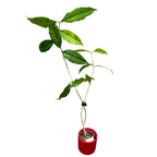 Hoya wallichii - flori mari parfumate (exemplare dezvoltate)