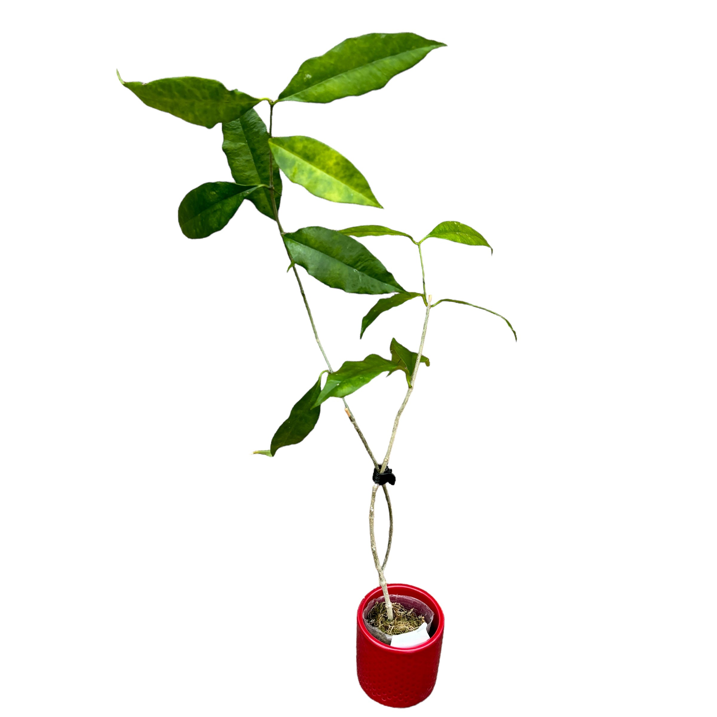 Hoya wallichii - flori mari parfumate (exemplare dezvoltate)