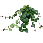 Aeschynanthus 'Pink Polka' (Rúžová rastlina) 2-3 rastliny/kvetináč