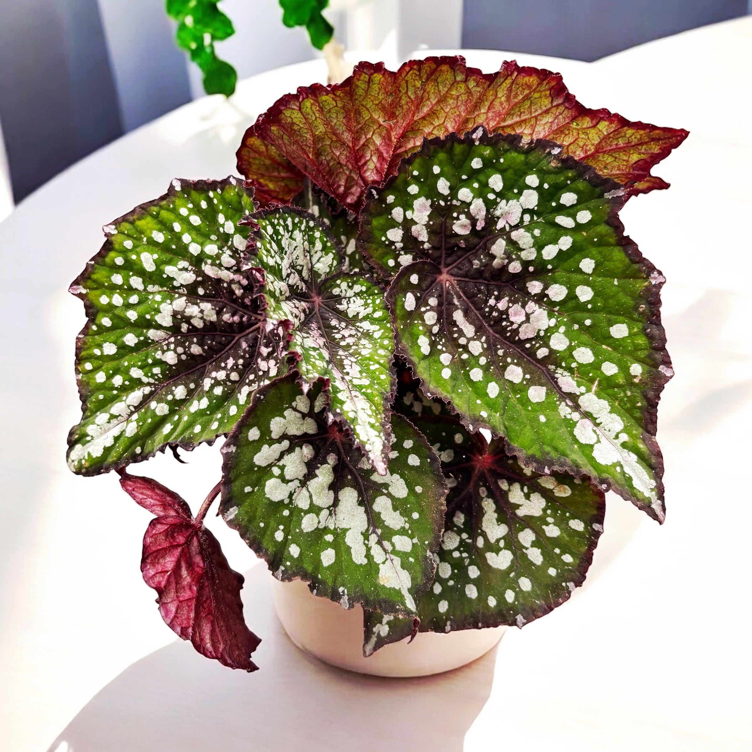 Begonia Magic Colours 'Bostella'