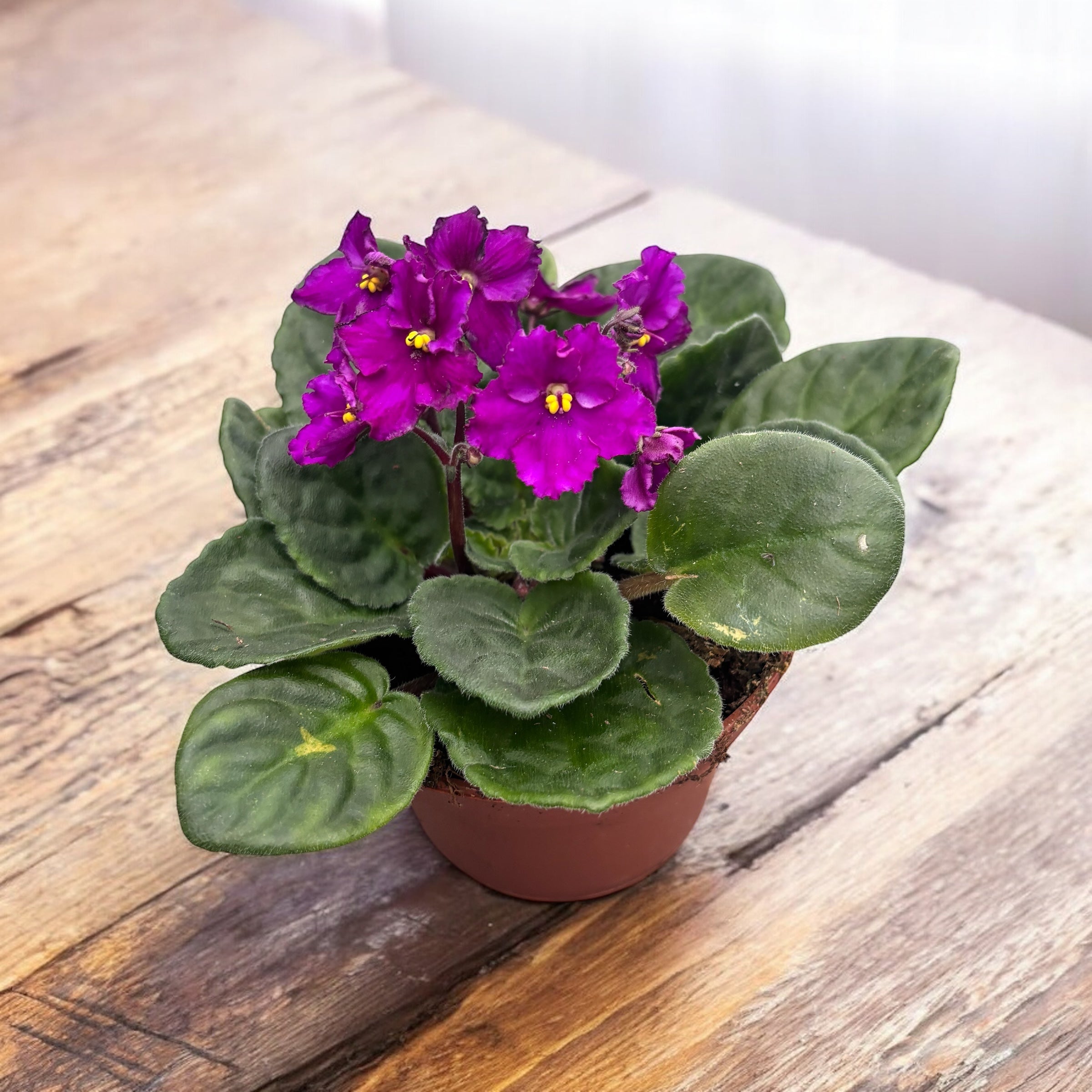 Saintpaulia - violete crete ciclam