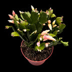 Schlumbergera ‘Limelight Dancer' (Craciunita galbena) 4pp
