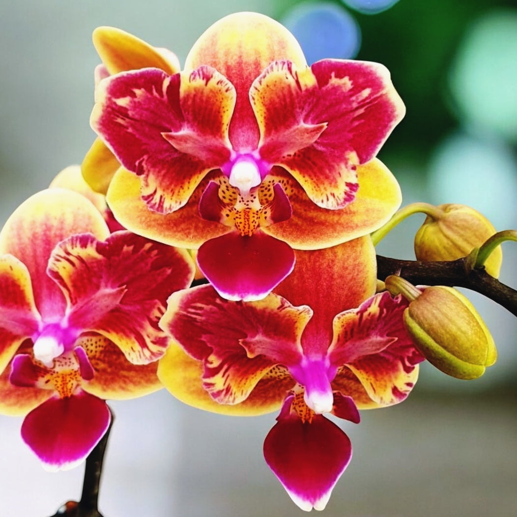 Phalaenopsis Sogo Yellowtris (peloric) - parfumat