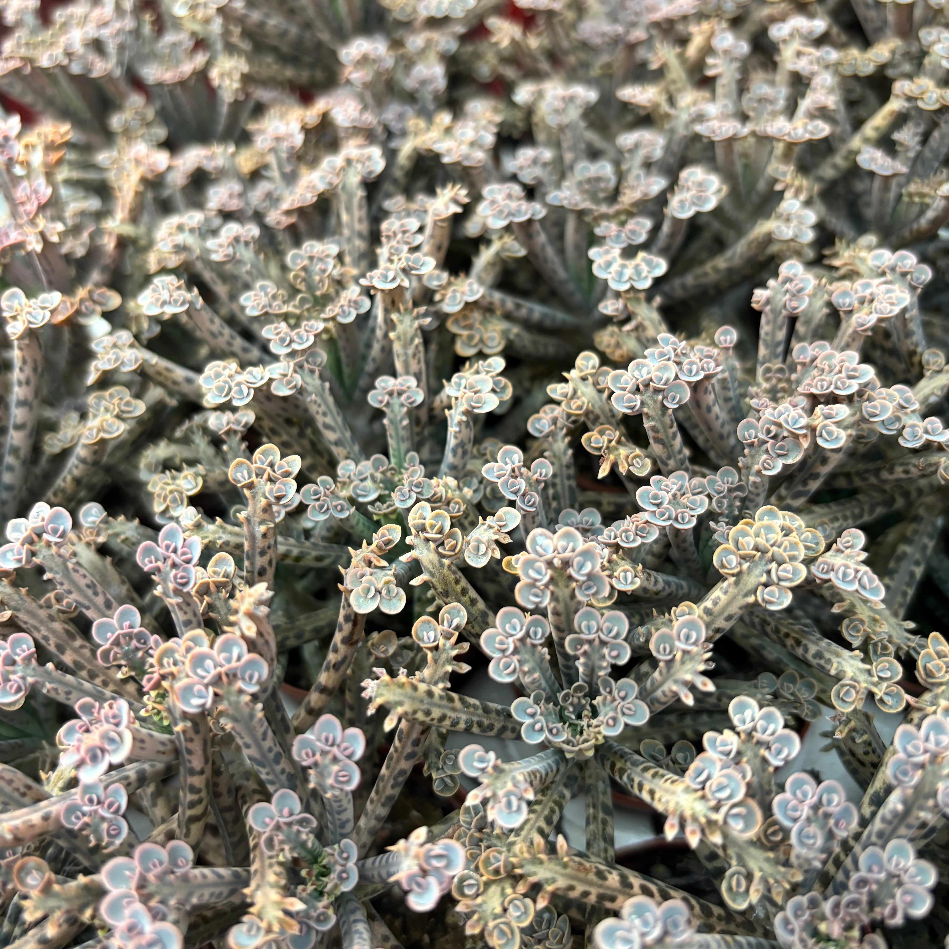 Kalanchoe Tubiflora ('mother of millions')