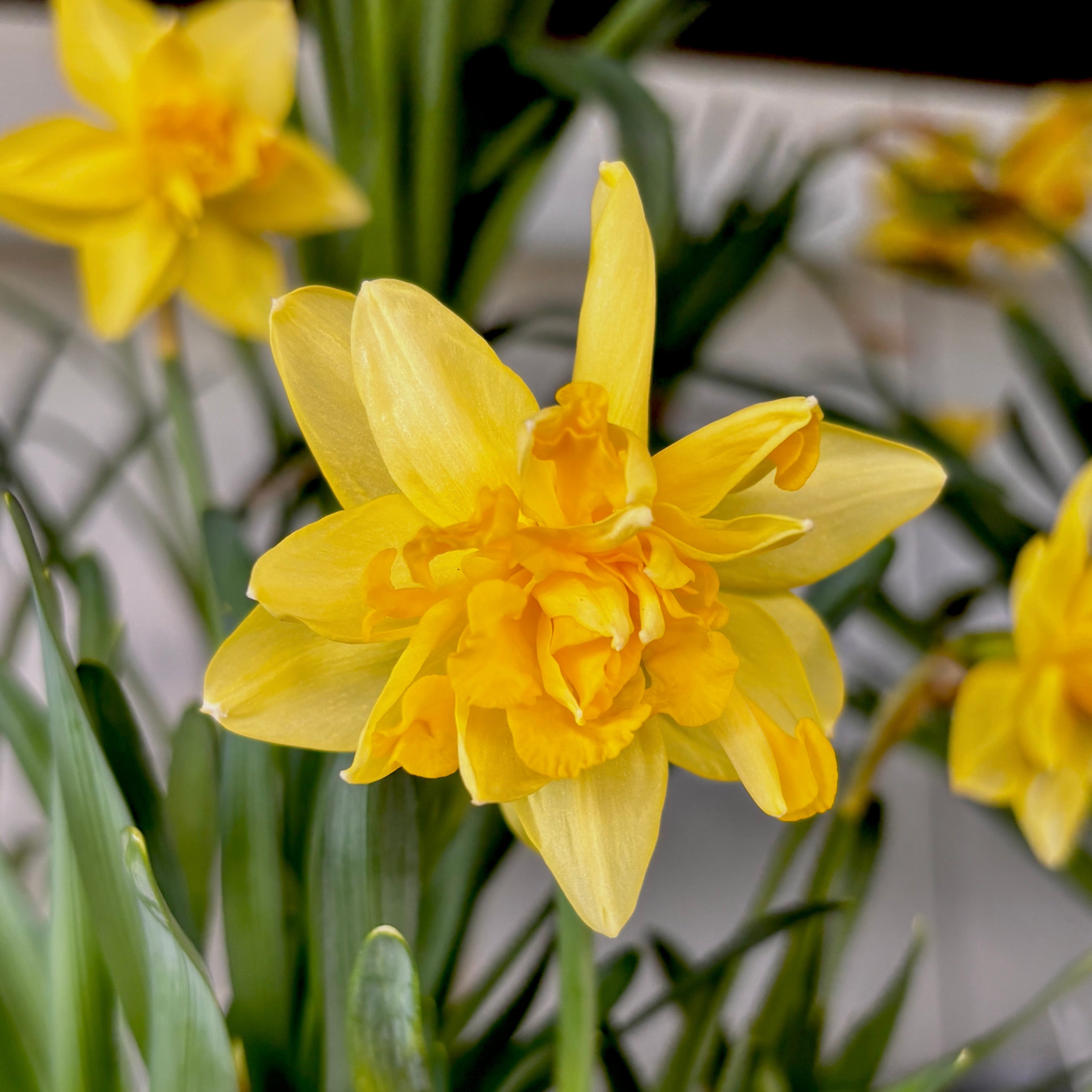 Narcise cu floare galbena dubla - Narcissus 'Take me Home'