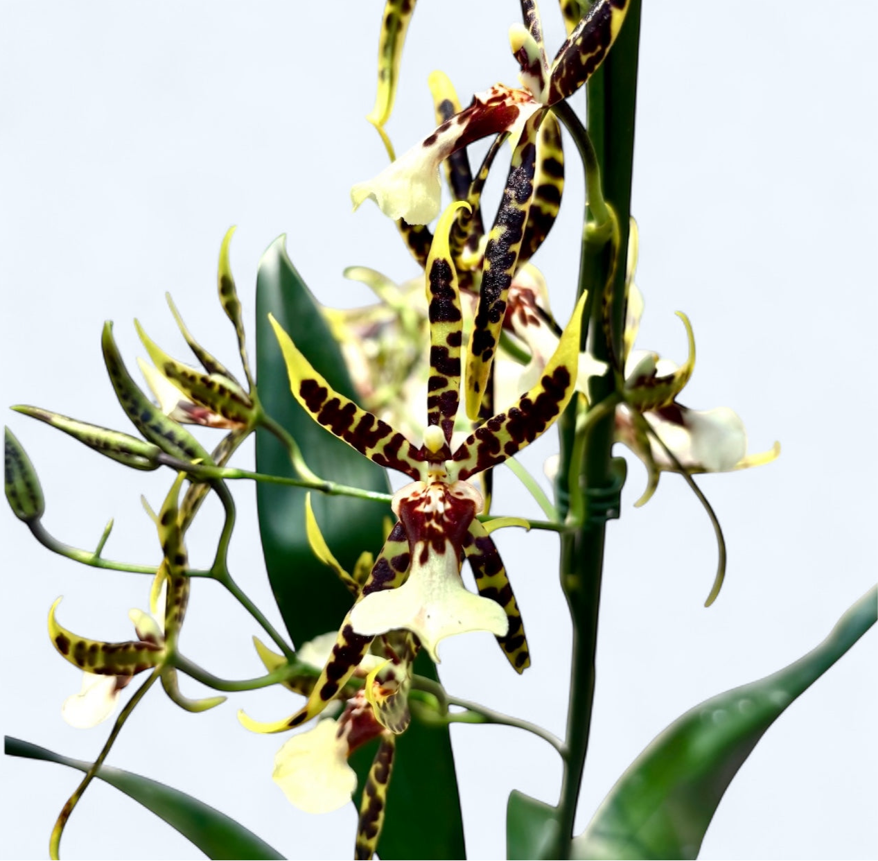 Cambria speciala parfumata