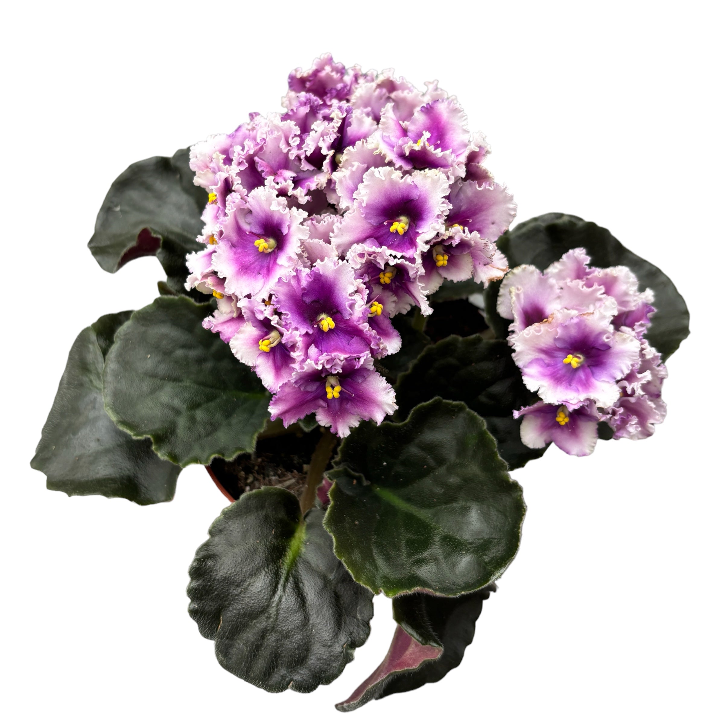 Saintpaulia MyLove (variation) - Violete africane bicolore