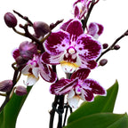 Phalaenopsis Rosado