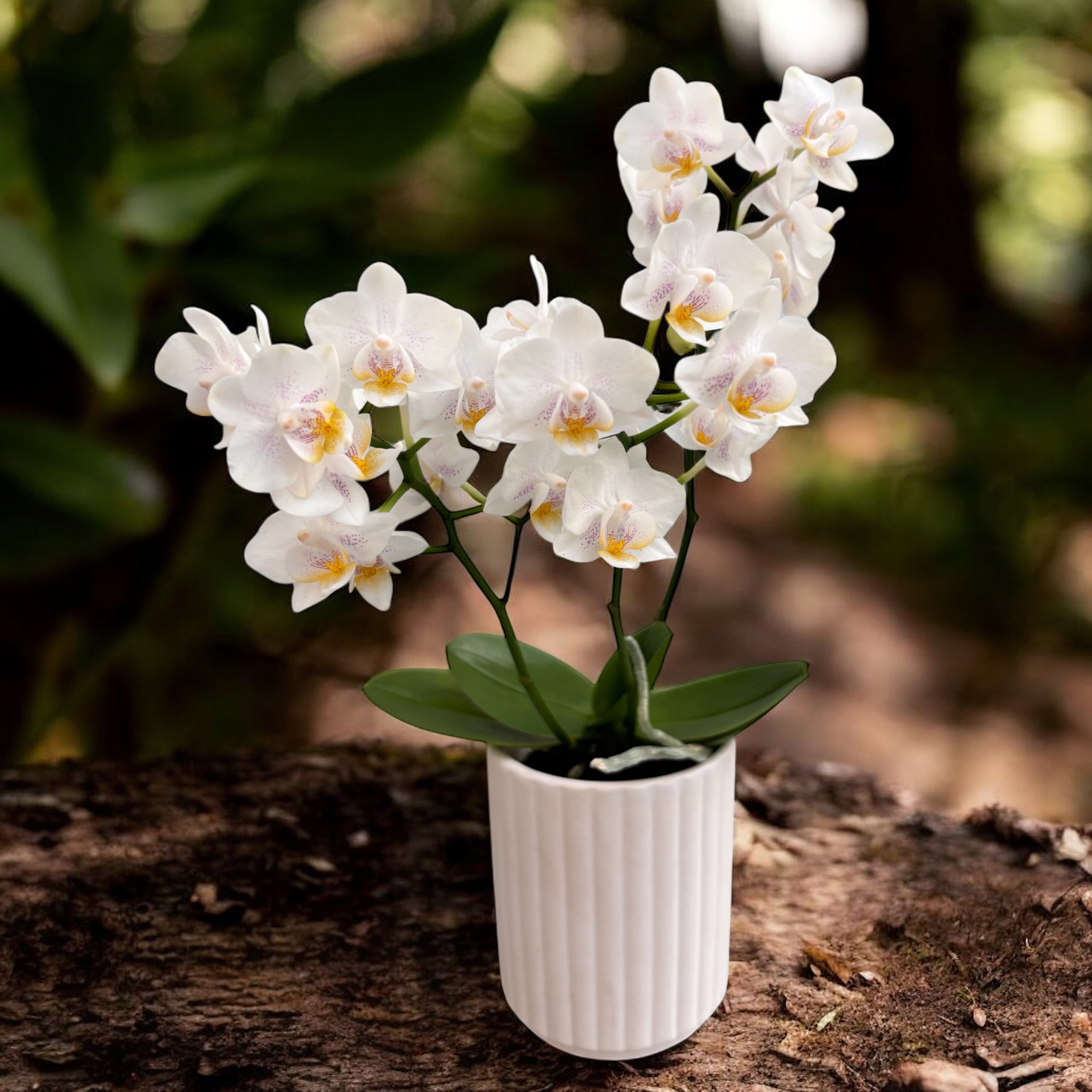 Phalaenopsis NE Cute 'Yayoi' (Selvatico) D7