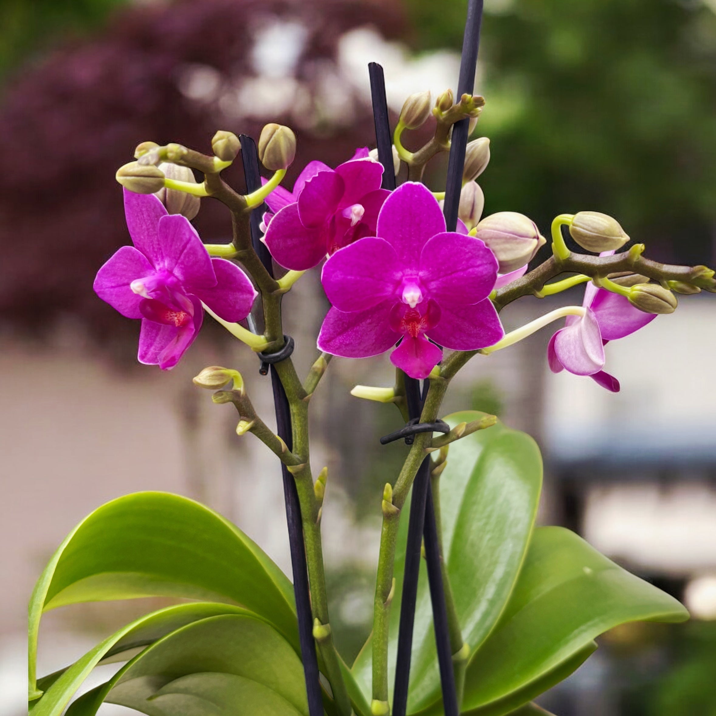 Phalaenopsis 'Limited #11' - flori intens parfumate