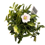 Helleborus orientalis 'Hello Pearl' (Spanz cu flori duble)