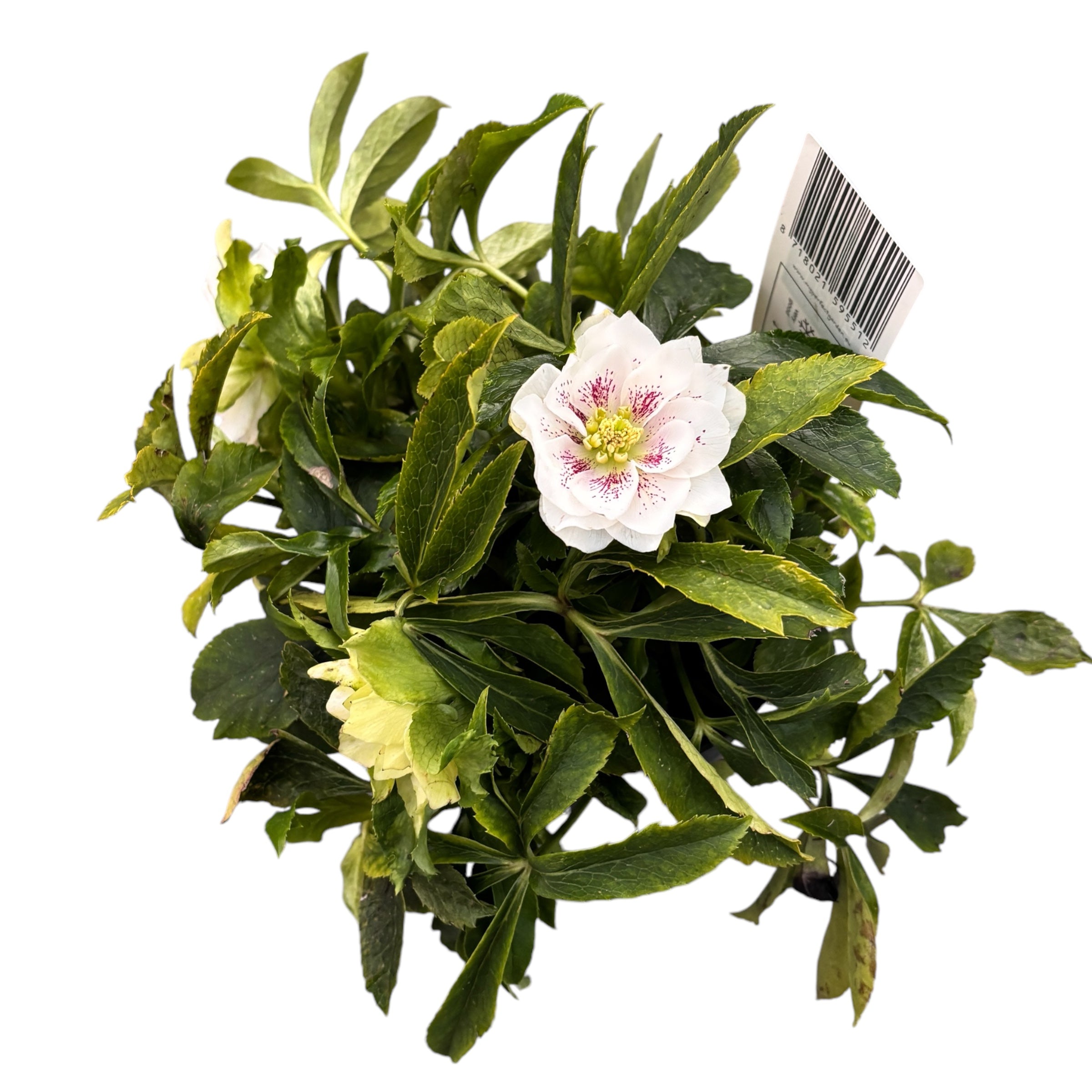 Helleborus orientalis 'Hello Pearl' (Spanz cu flori duble)