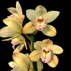 Cymbidium Let Flor
