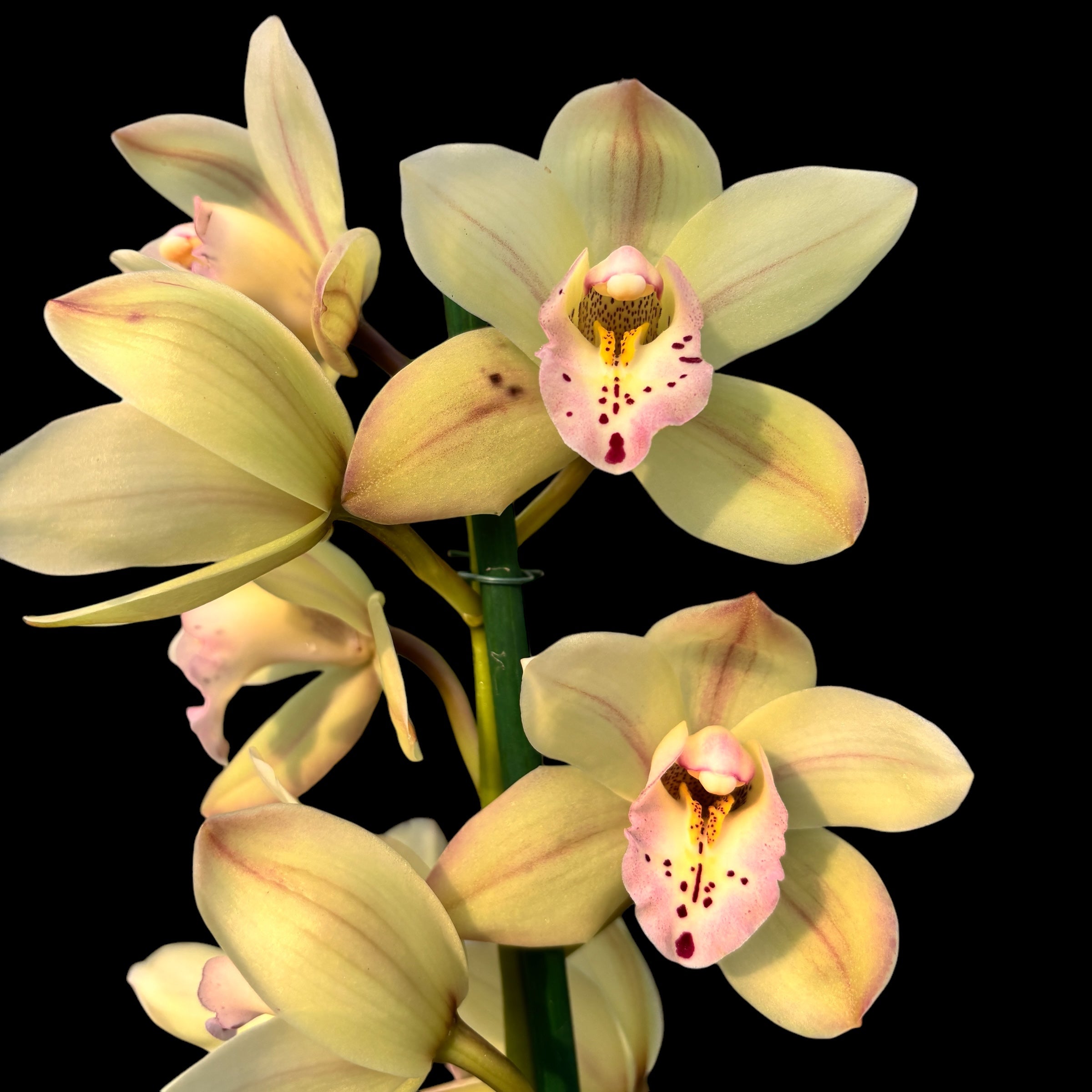 Cymbidium Let Flor