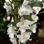Dendrobium nobile Apollon (voňavé kvety)