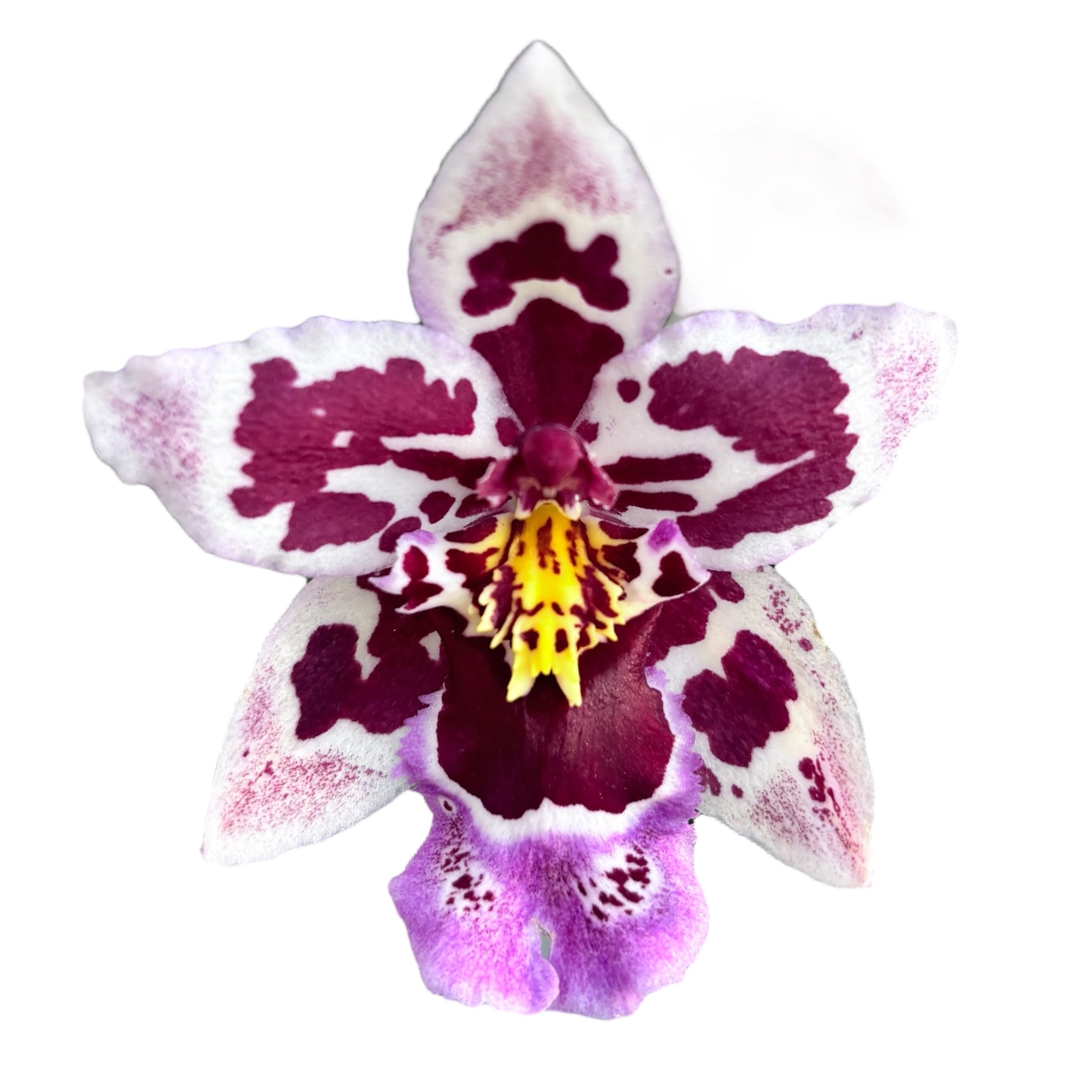 Odontoglossum Roy Witwer fragrant