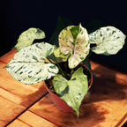 Syngonium 'Šedý duch'