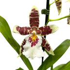 Aliceara Renaissance 'White' - profumata