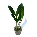 Rlc. Village Chief North