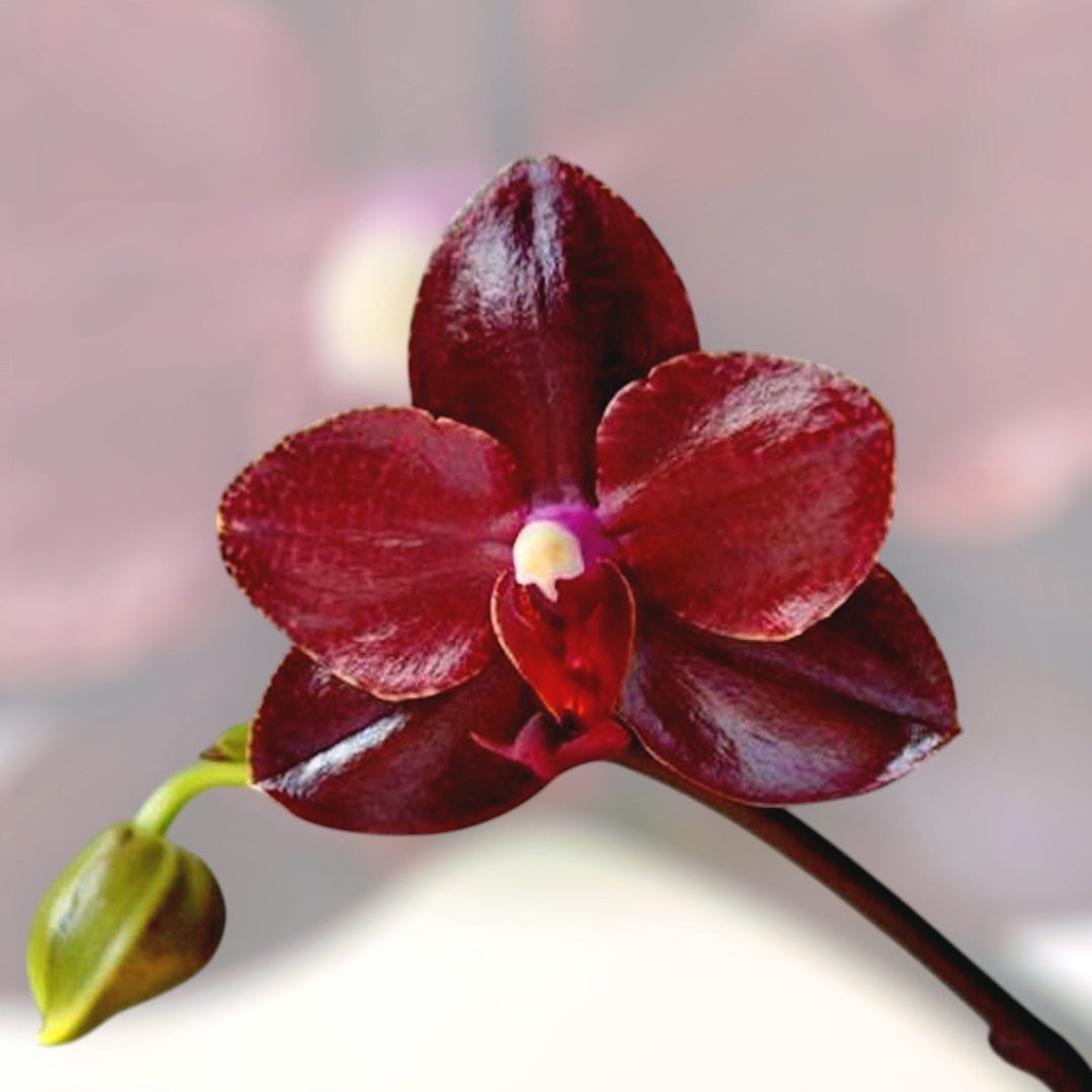 Phalaenopsis Salu's Fragrancy (Black Leaves) fragrant flowers