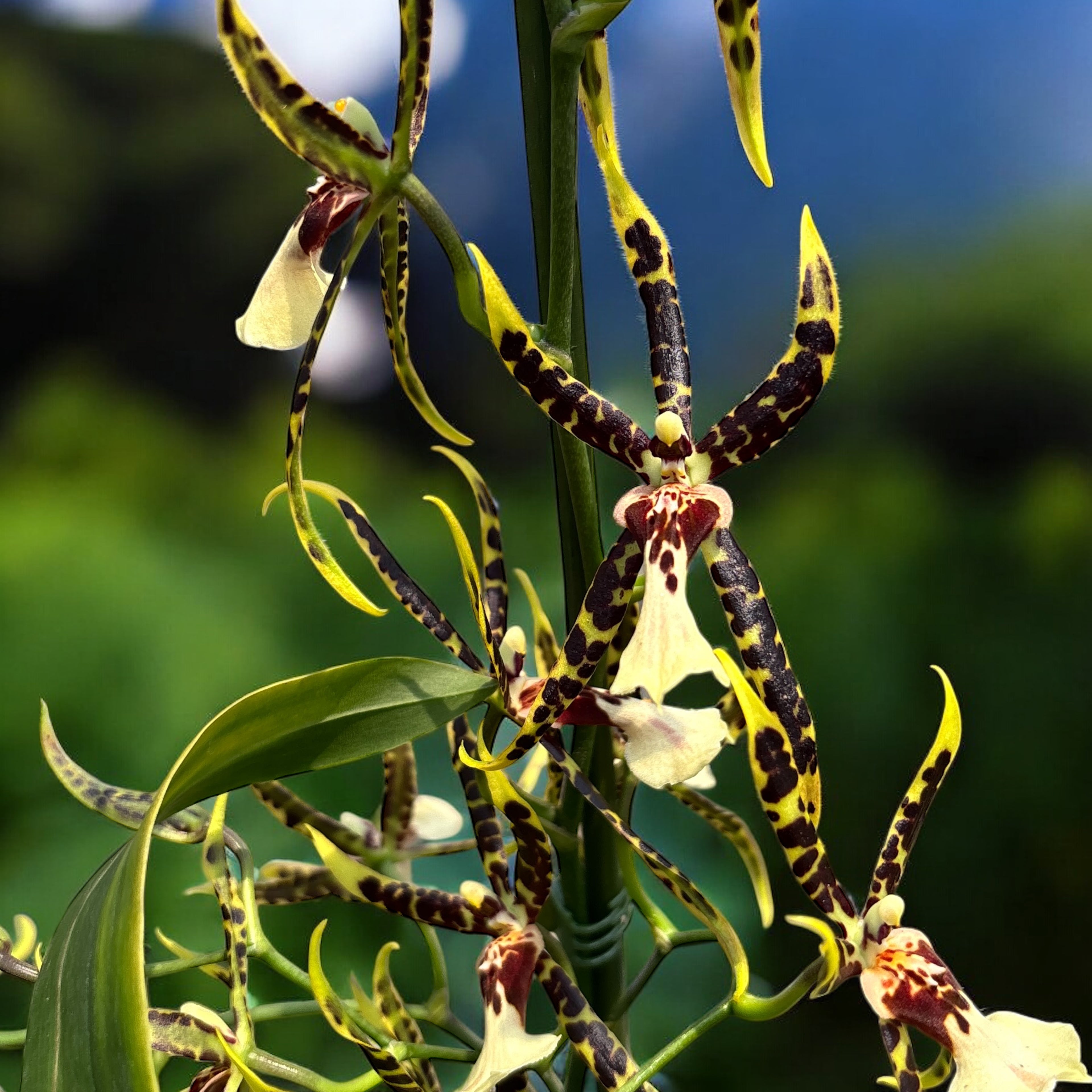 Cambria spéciale parfumée