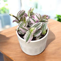 Tradescantia ‘Unicorn’ - planta curgatoare cu frunzis pastelat, in nuante magice