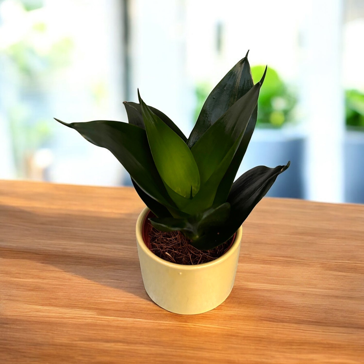 Sansevieria trifasciata 'Black Hahnii' – Secret Garden Plant Shop