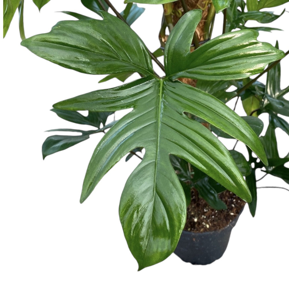 philodendron laciniatum plant Philodendron Pedatum (Laciniatum) – Secret Garden Plant Shop