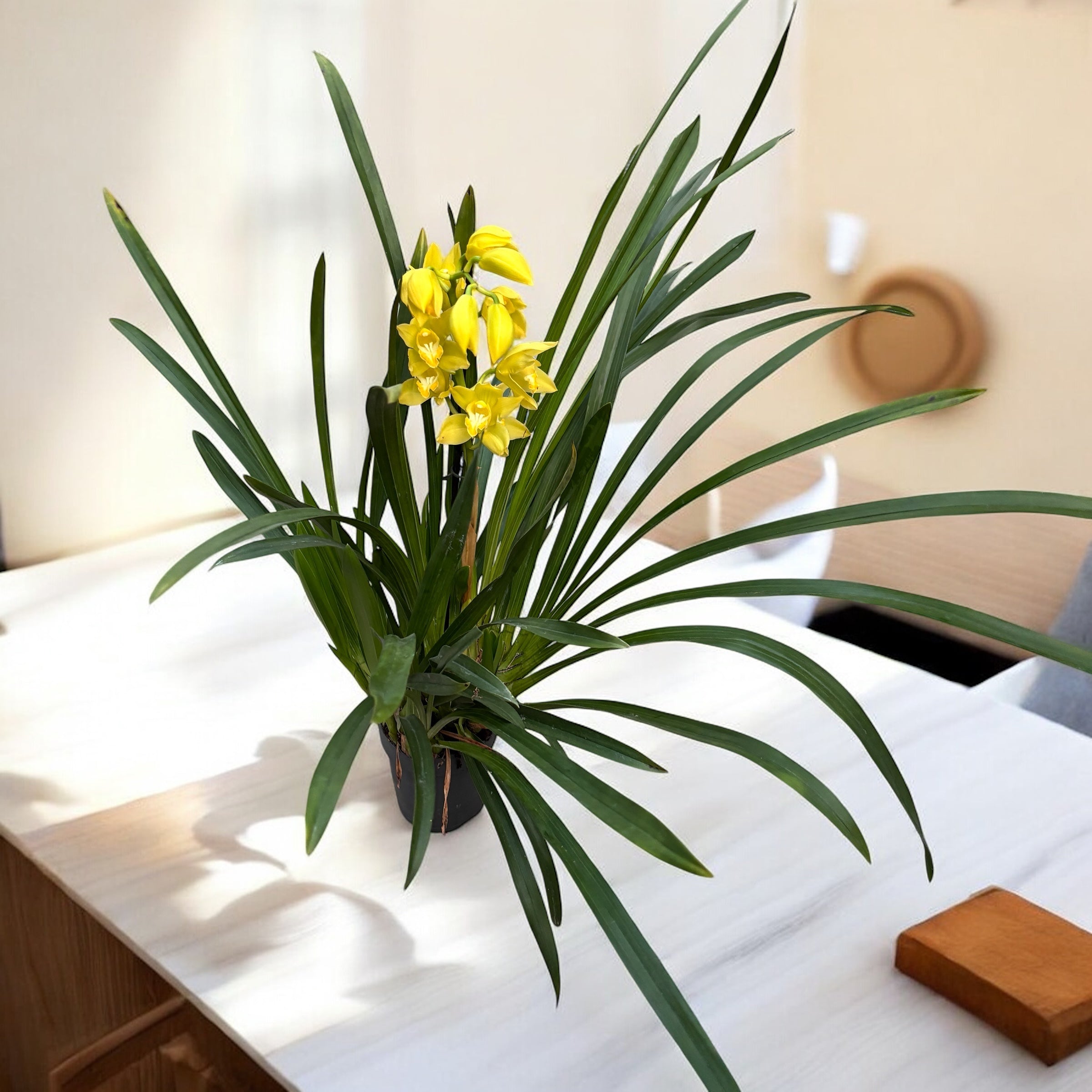 Cymbidium Golden Vanguard ‘Emperor’ - flori mari