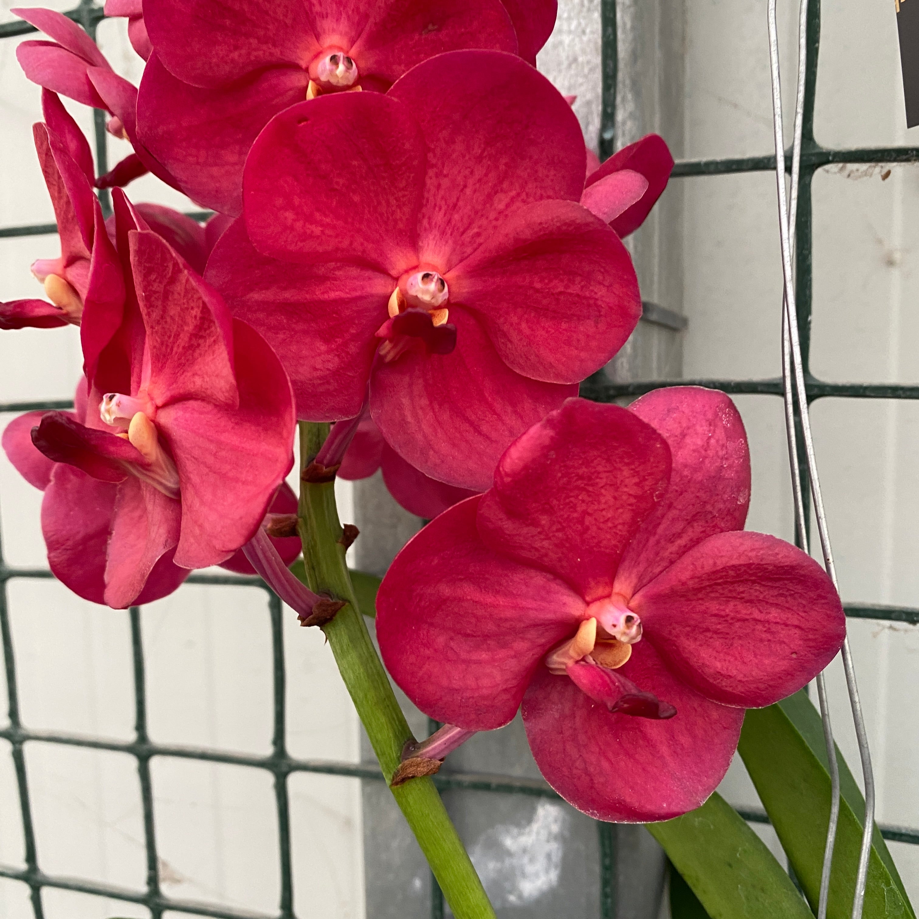 Vanda Udomchai Krása (ANSU)