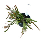 Rhipsalis Agudoensis