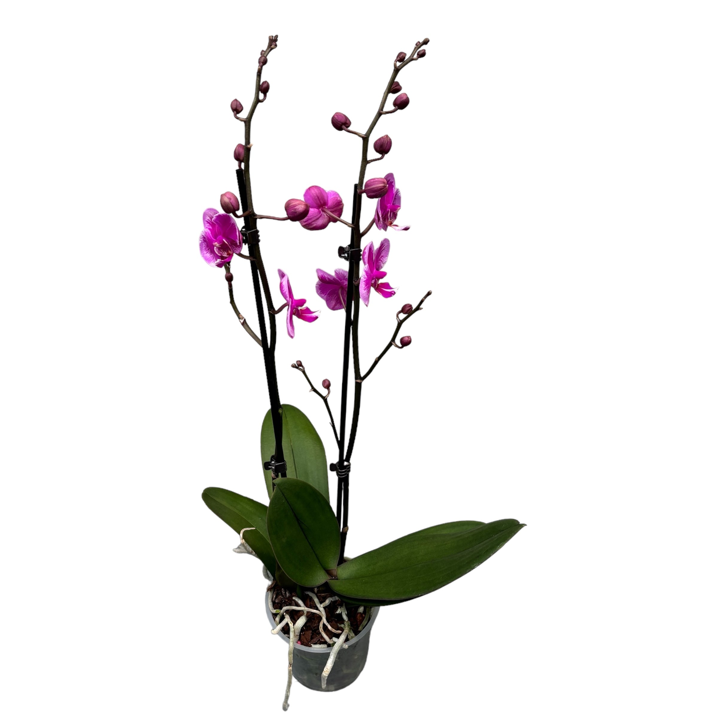 Phalaenopsis Queen Beer Splash