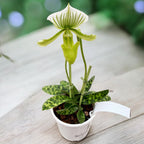 Paphiopedilum Maudiae Femma (Venus-Schuh)