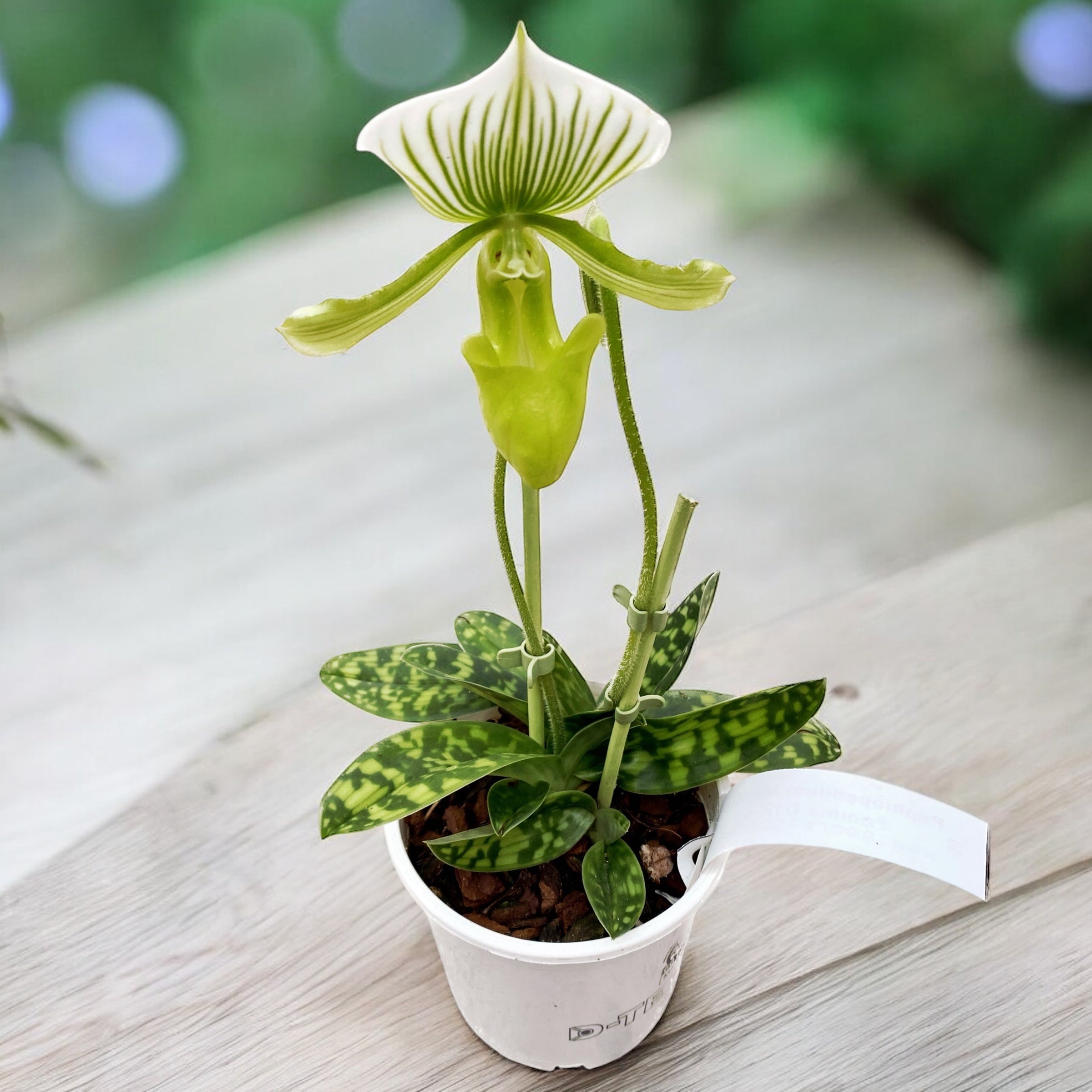 Paphiopedilum Maudiae Femma (Papucul lui Venus)