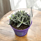 Duftender Lavendel im Topf - Lavandula angustifolia 'Hidcote'