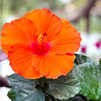 Hibiscus Hera - flori XL (2 plante/ghiveci)