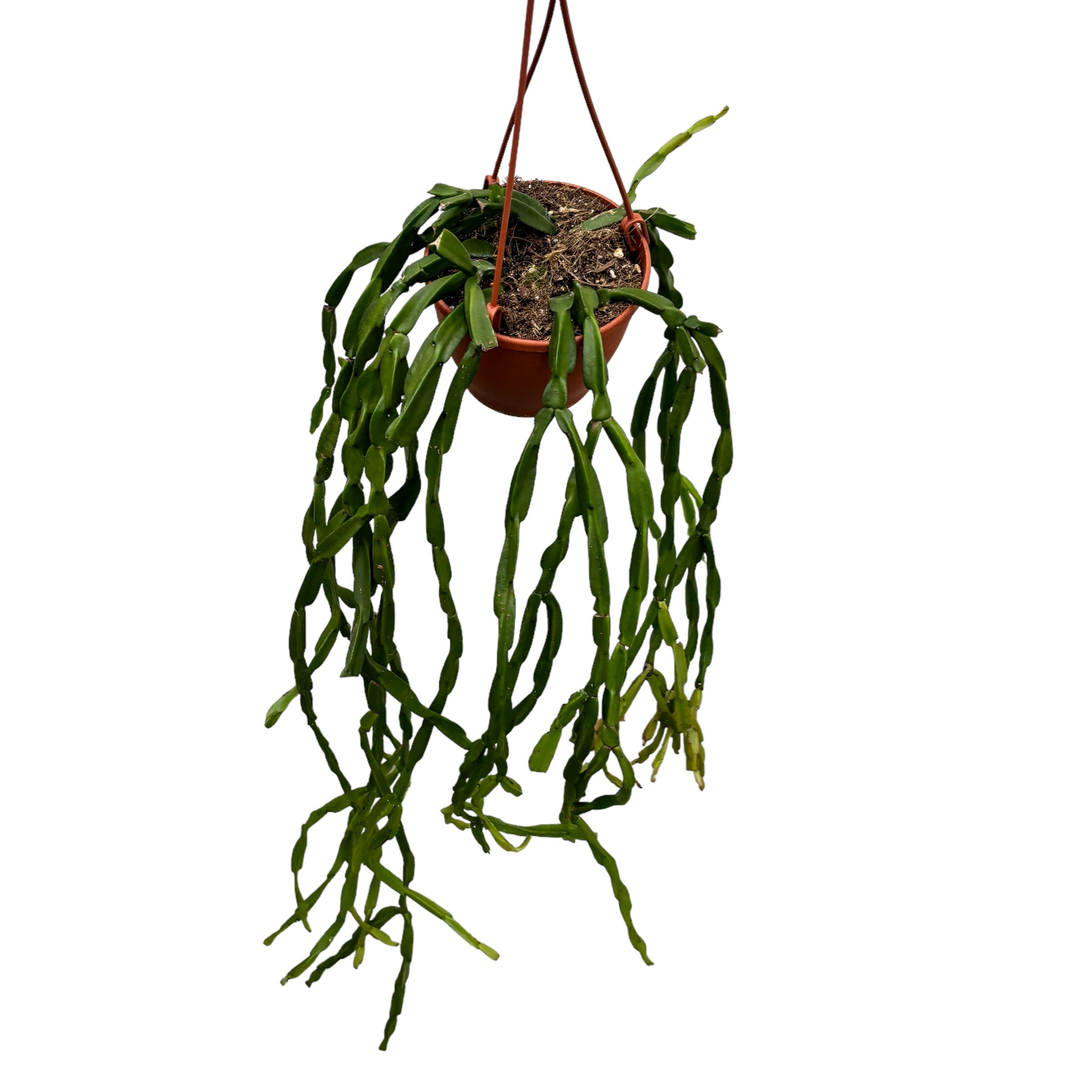 Rhipsalis paradoxa (Chain Cactus)