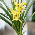 Cymbidium Golden Elf 'Variegata' (variegated leaves) - fragrant flowers