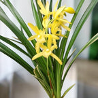 Cymbidium Golden Elf 'Variegata' (variegated leaves) - fragrant flowers