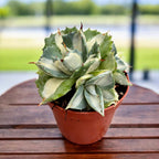 Agave potatorum ‘Ouhi-Raijin’ variegata - compact agave with artistic variegated foliage
