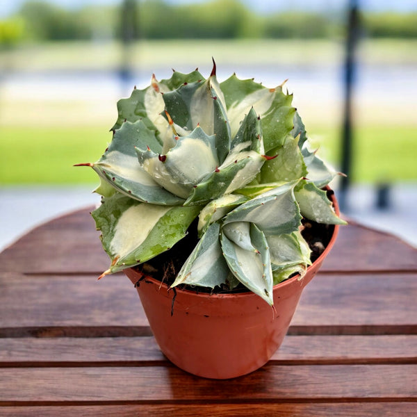 Agave potatorum ‘Ouhi-Raijin’ variegata -  agava compacta cu frunzis artistic variegat