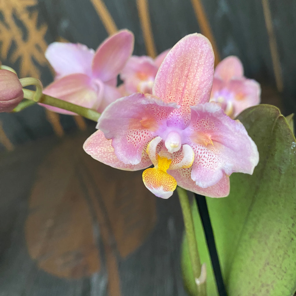 Phalaenopsis Summerion - fleurs pelorées et parfumées