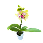 Phalaenopsis Spunky