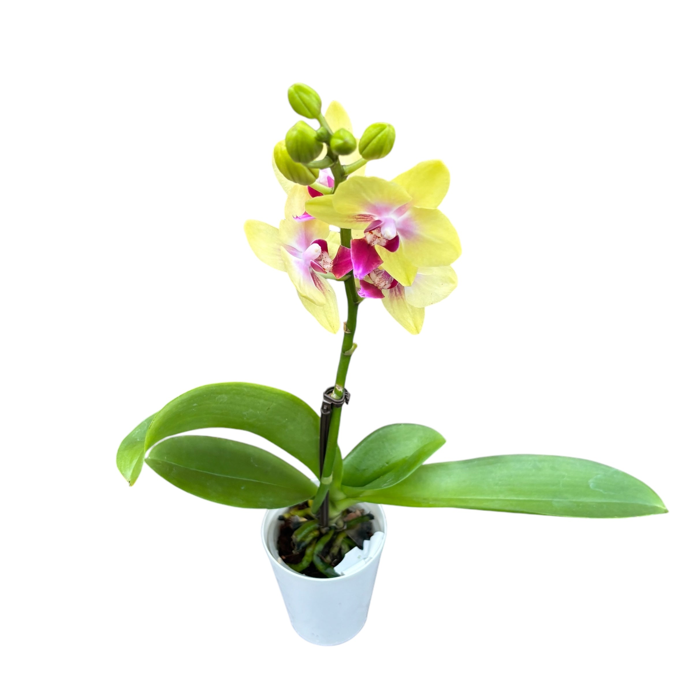 Phalaenopsis Spunky