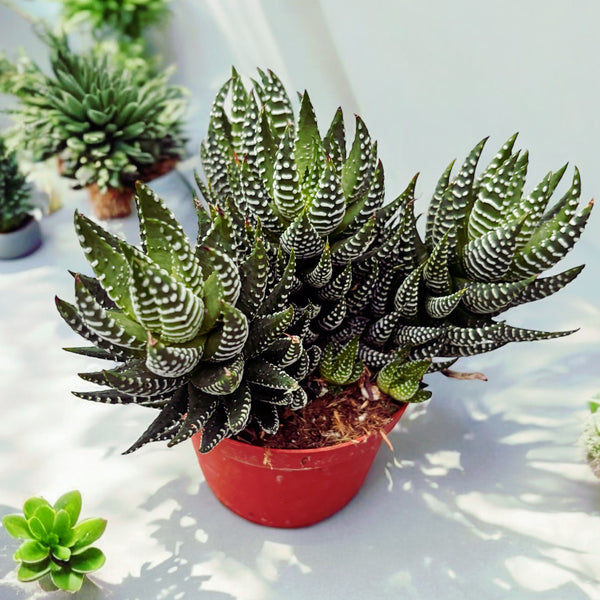 Haworthia 'Superfasciata' D10