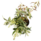 Leucothoe fontanesiana 'Rainbow' - evergreen, variegata