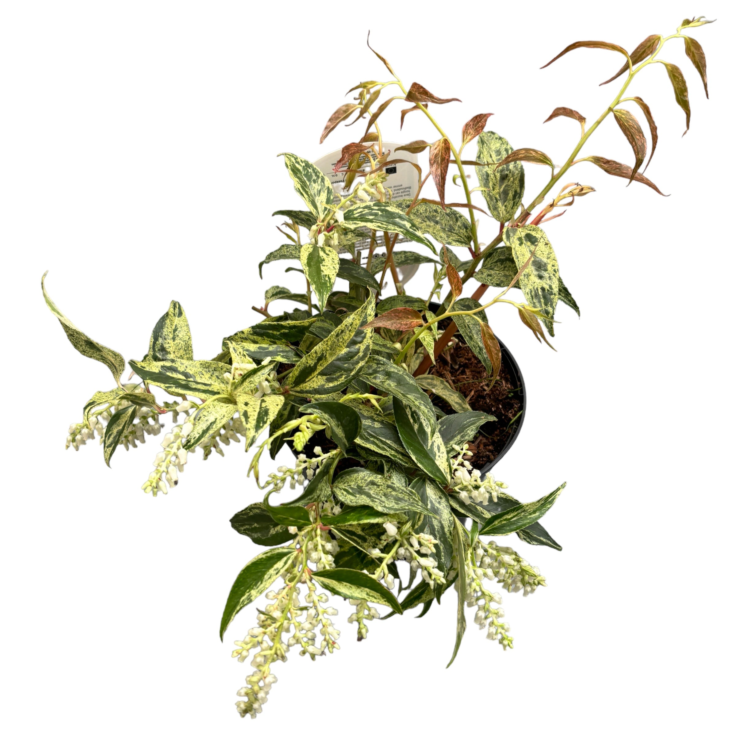 Leucothoe fontanesiana 'Rainbow' - zimzelen, pisan