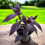 Strobilanthes dyeriana 'Persian Shield'