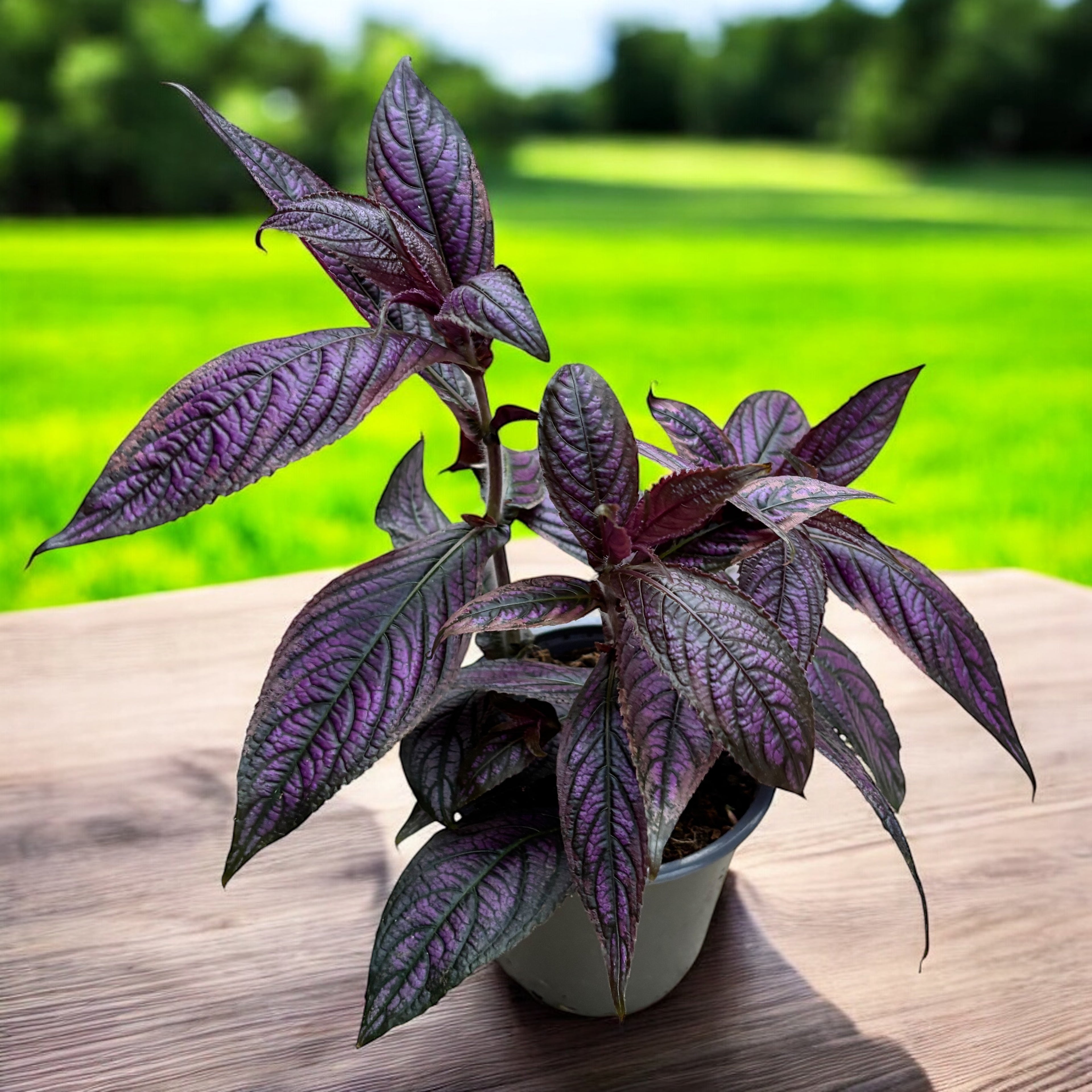 Strobilanthes dyeriana 'Persian Shield'