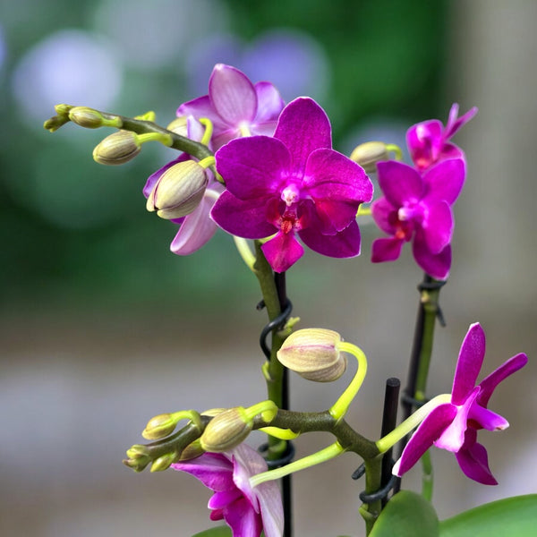 Phalaenopsis 'Limited #11' duftende Blüten